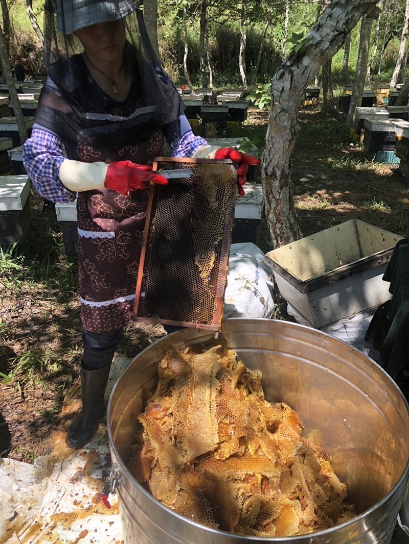 113年彰化縣國產龍眼蜂蜜-頭等獎