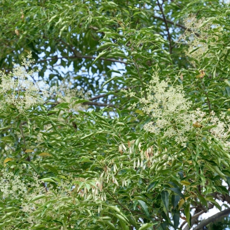 【品峻】台灣高山綠蜂膠